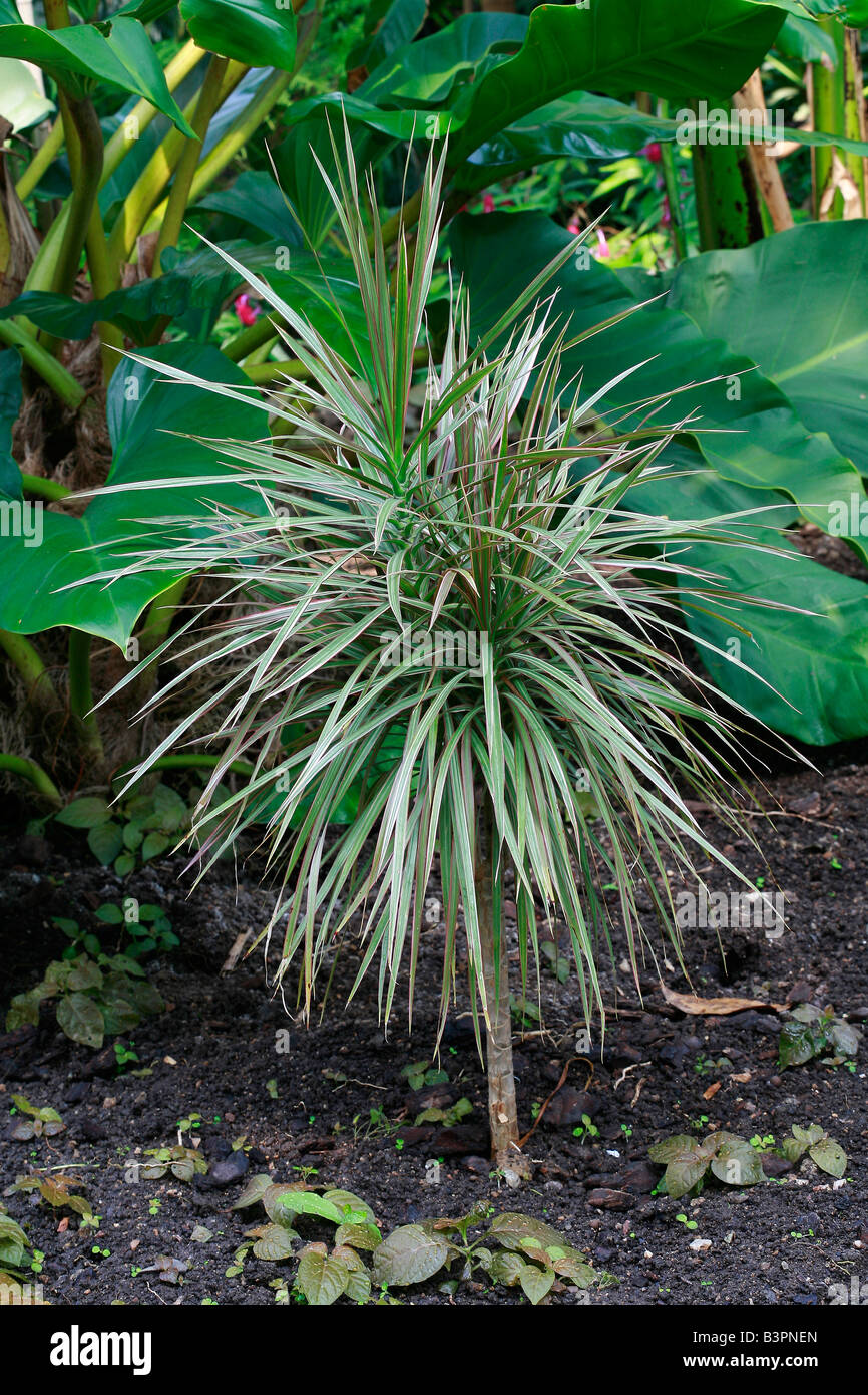 indoor plants delivery Pet Friendly Variety Bundle main image 1