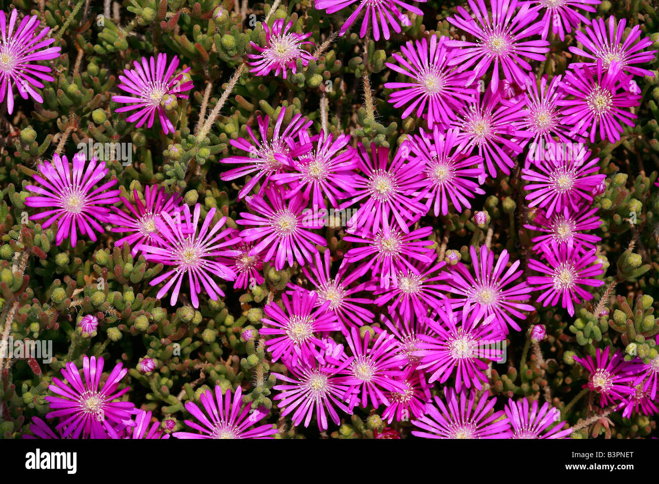 Drosanthemum hispidum Stock Photo