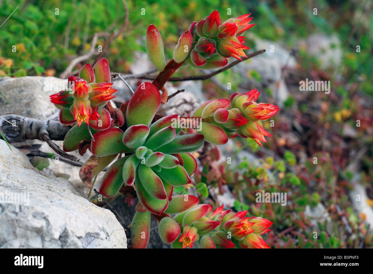 Echeveria Pulvinata Stock Photo Alamy