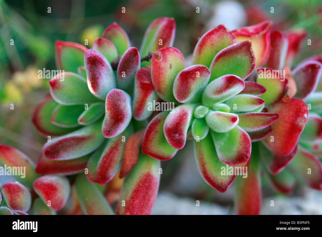 Echeveria Pulvinata Stock Photo Alamy