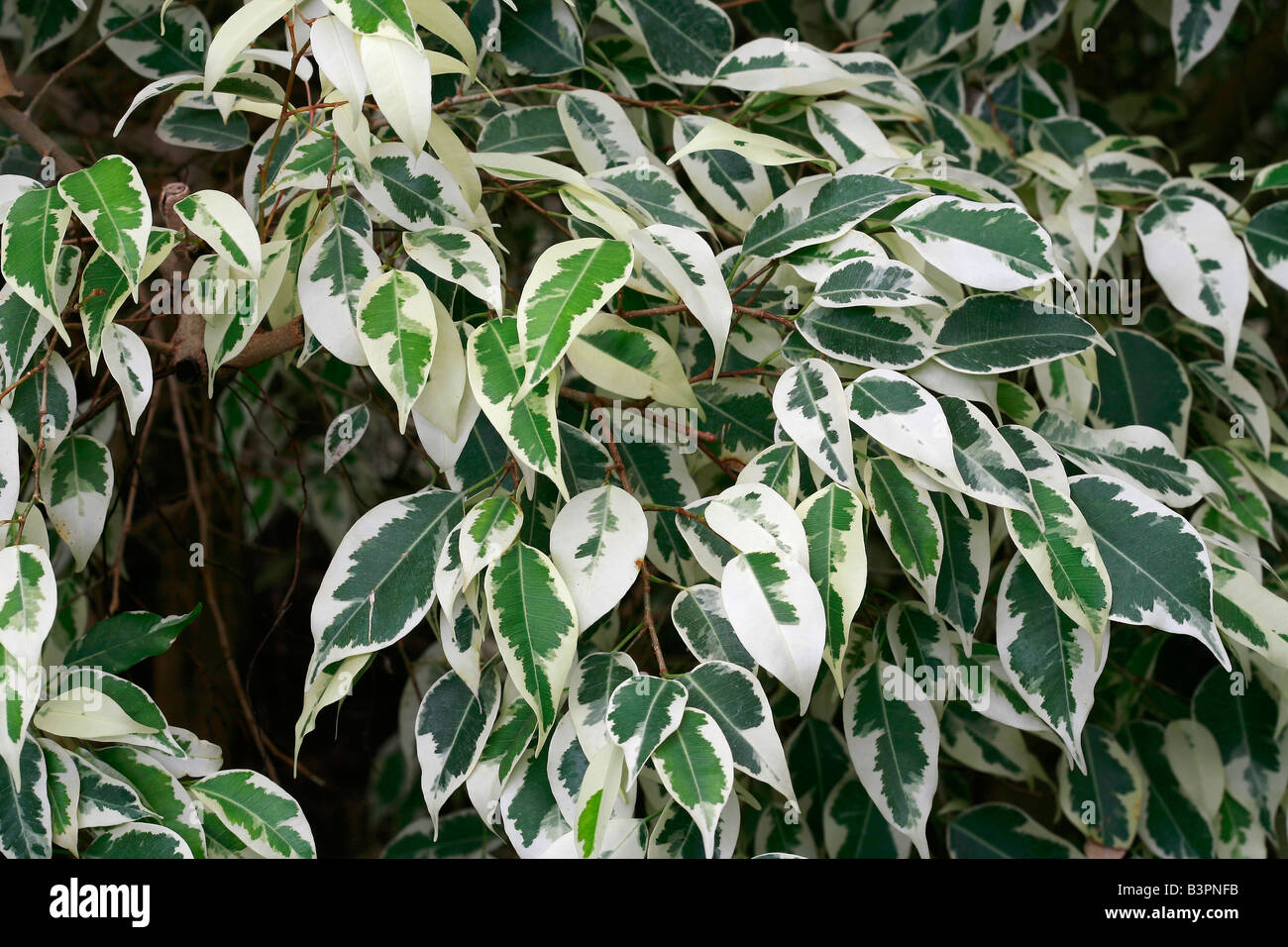 Ficus benjamina "Variegata Stock Photo: 19554175 - Alamy