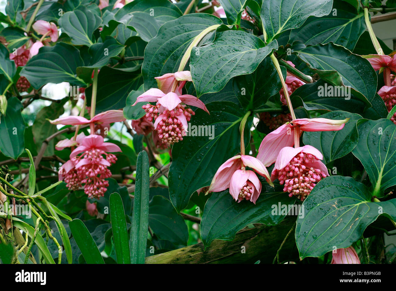 Medinilla magnifica Stock Photo Alamy