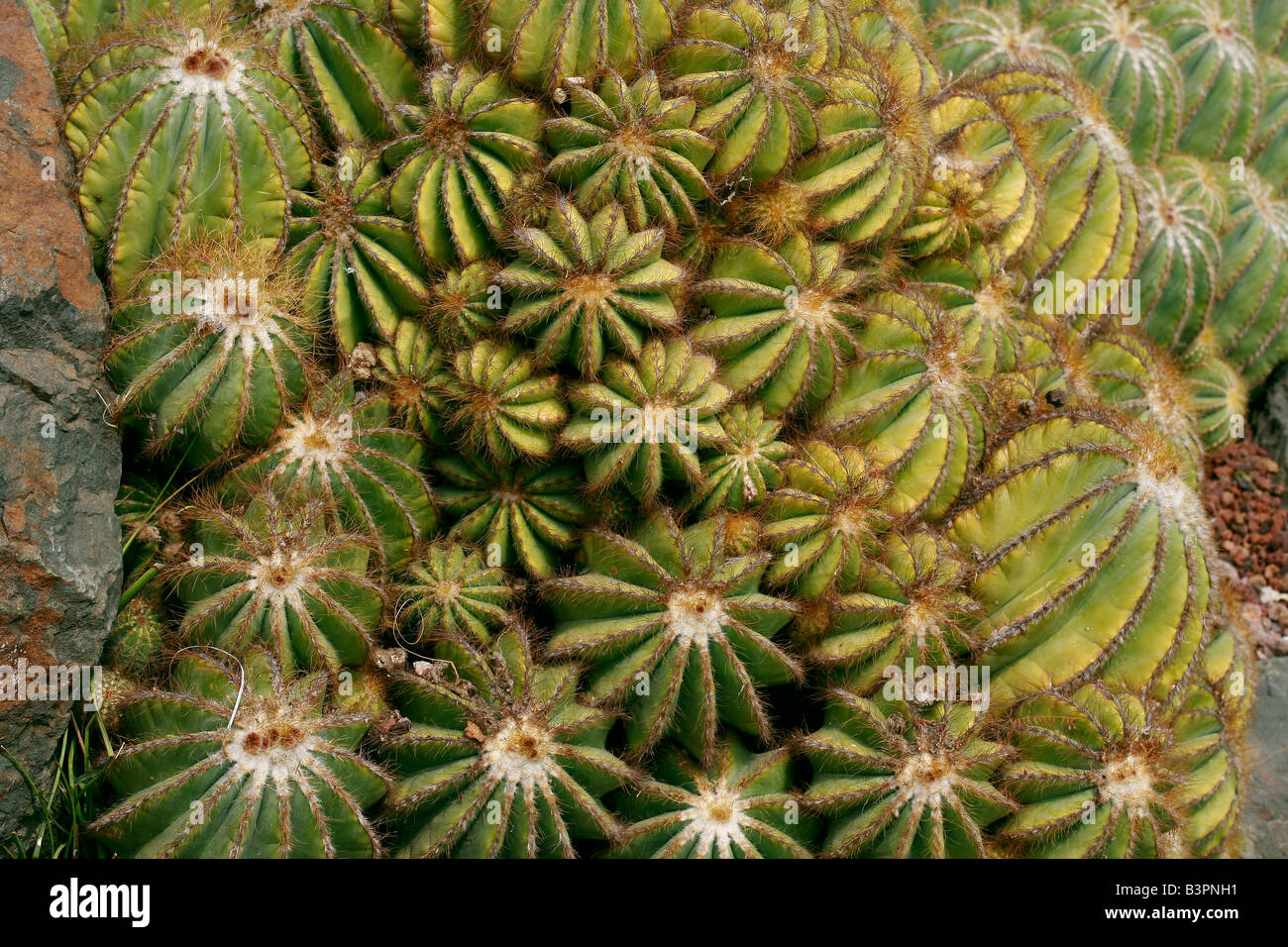 Notocactus magnificus Stock Photo