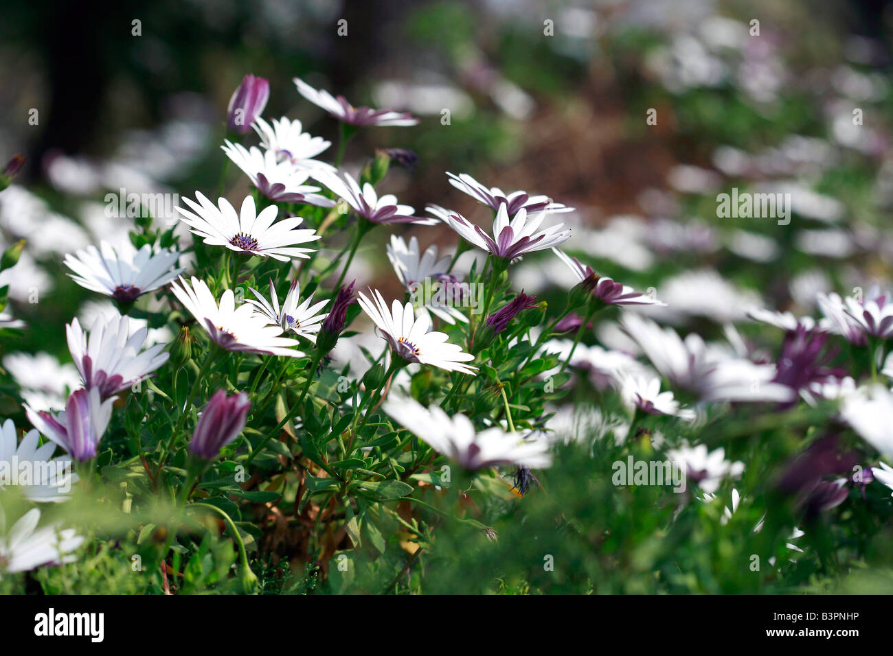 Osteospermum fruticosum 'Album' Stock Photo