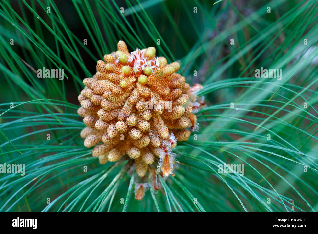 Pinus canariensis Stock Photo