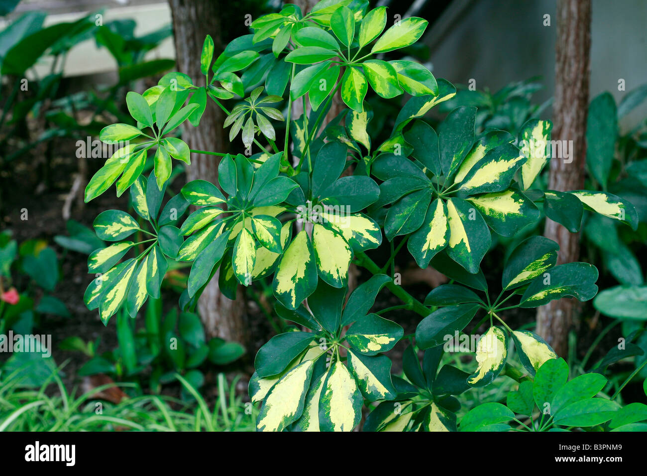 Schefflera actinophylla 'Green Gold' Stock Photo