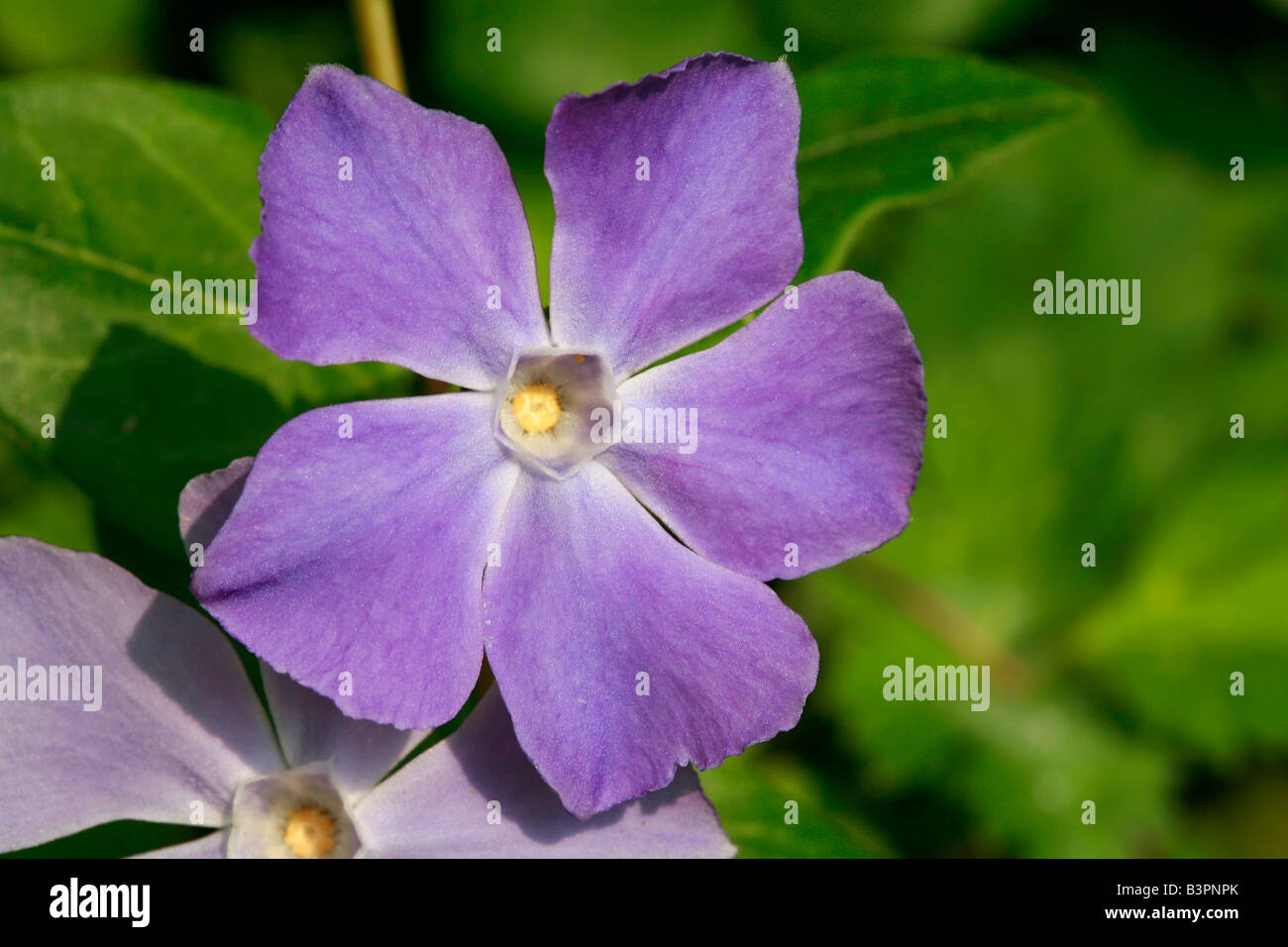 Vinca major Stock Photo