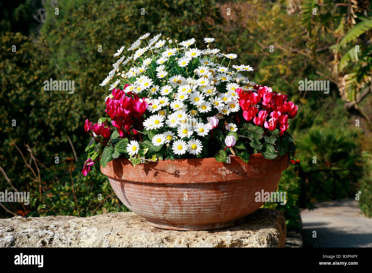 Cyclamens and Argyranthemum Stock Photo
