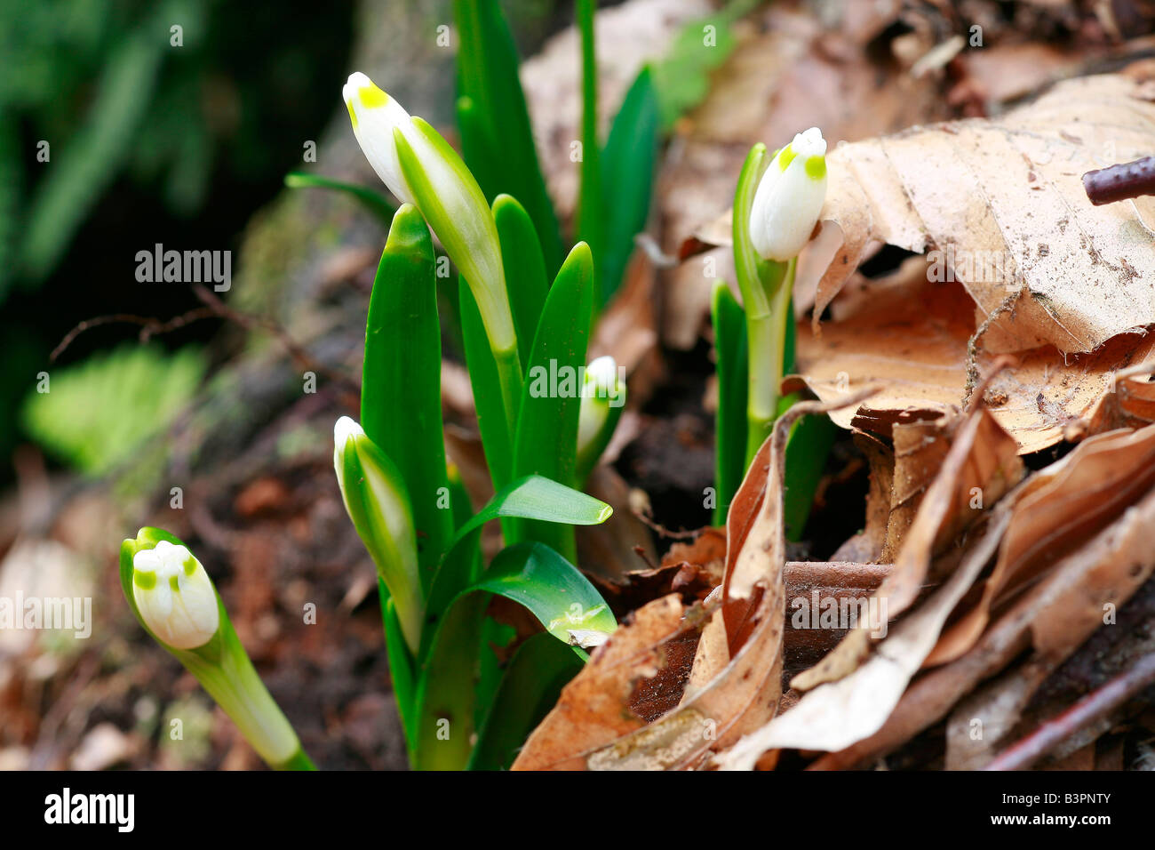 Leucojum vernum, buds Stock Photo