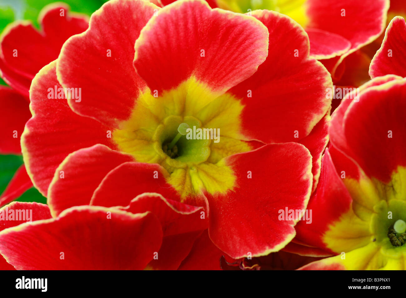 Primula vulgaris 'Dreamer' Stock Photo