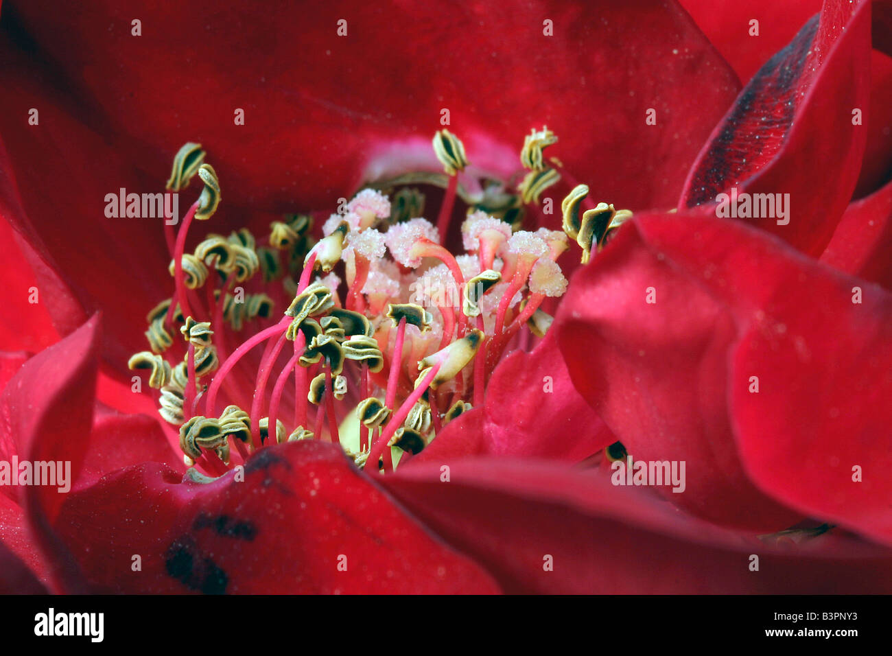 Rose, Stamens and pistills Stock Photo