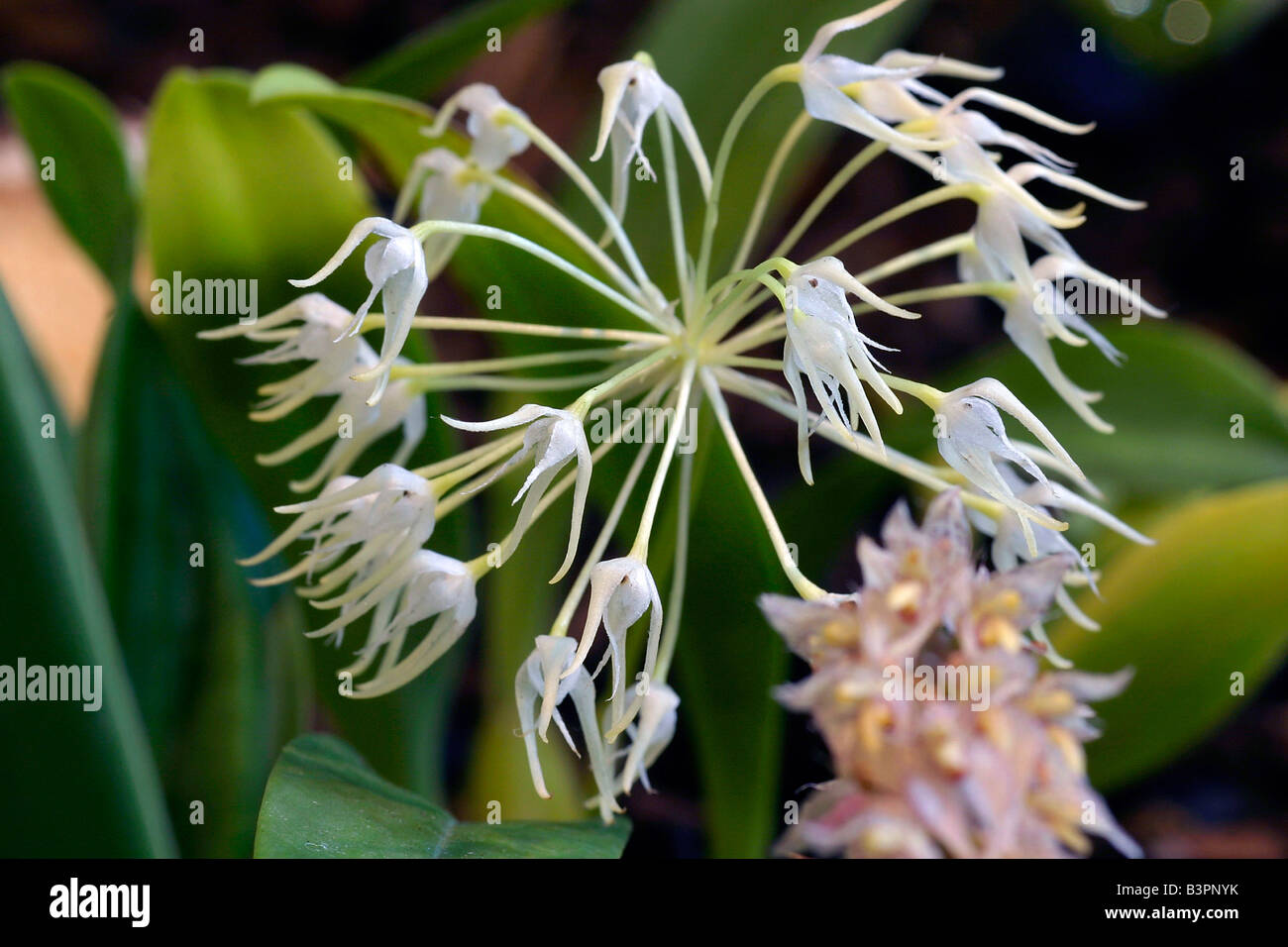 Bulbophyllum laxiflorum Stock Photo