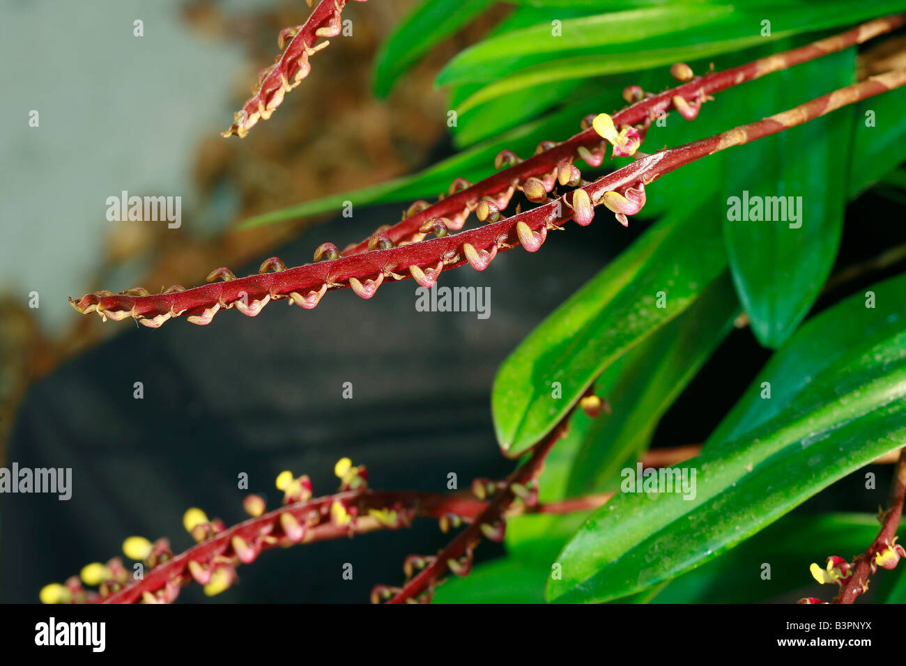 Bulbophyllum falcatum Stock Photo