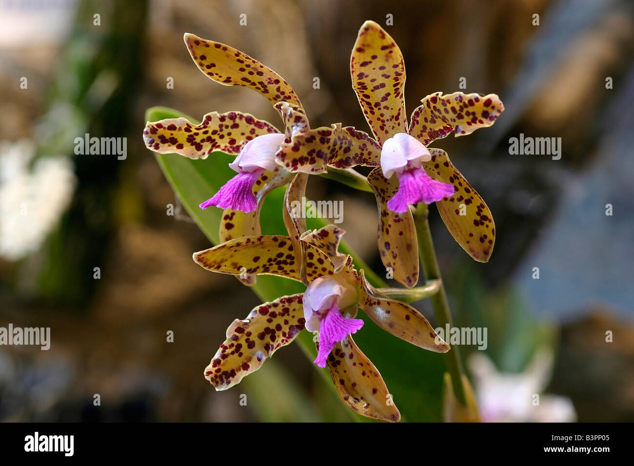 Cattleya leopoldii Stock Photo
