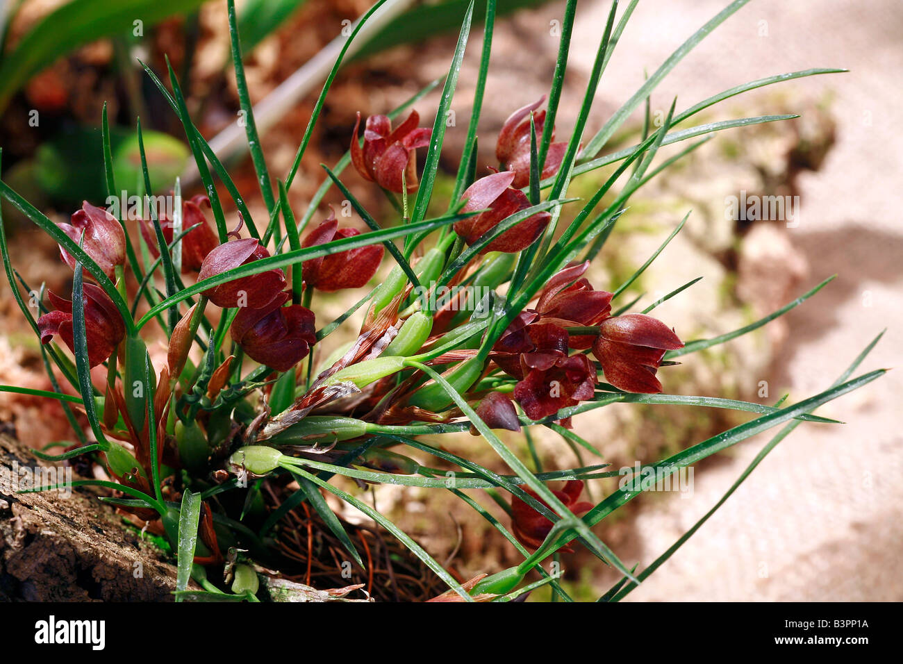Maxillaria ferdinandina Stock Photo