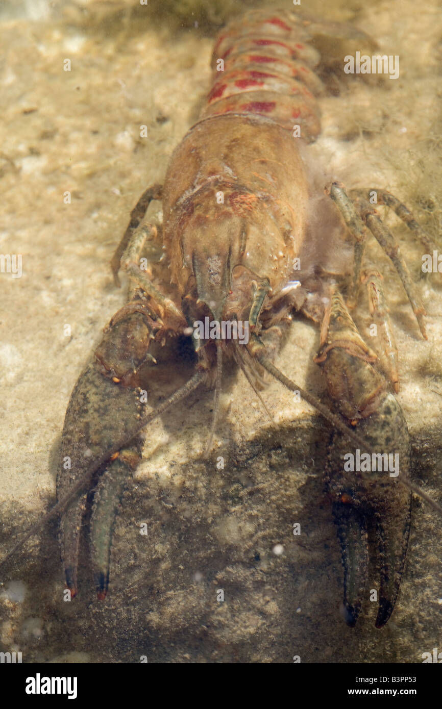 Pancer of a crayfish (Astacus), after molting, Lucherberg Lake, District Dueren, North Rhine-Westphalia, Germany, Europe Stock Photo
