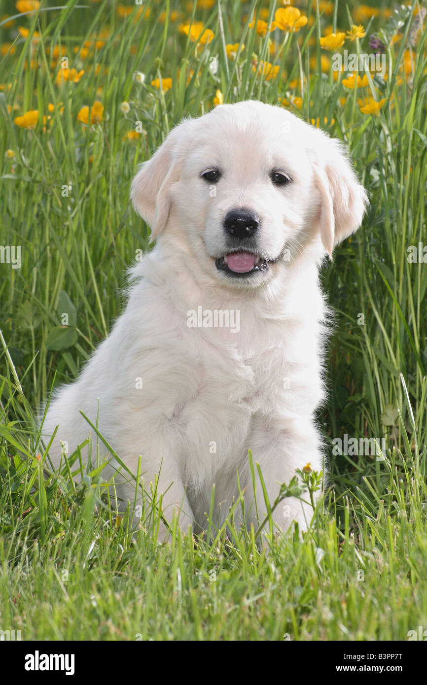golden retriever puppy - sitting on meadow Stock Photo - Alamy