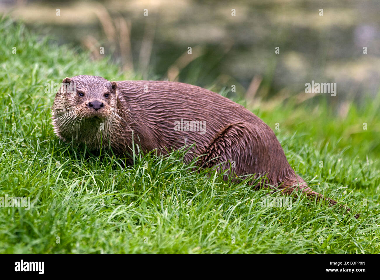 Eurasian Otter (Lutra lutra), UK Stock Photo
