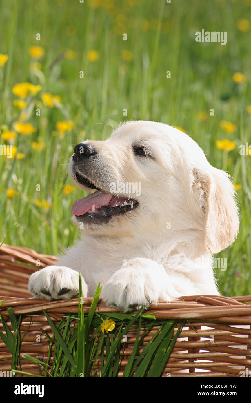 golden retriever puppy - portrait Stock Photo - Alamy