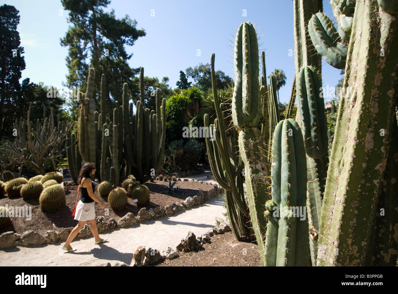 Person walking through cactus plants in the Botanical Garden or Jardi Botanic in Valencia Spain Stock Photo