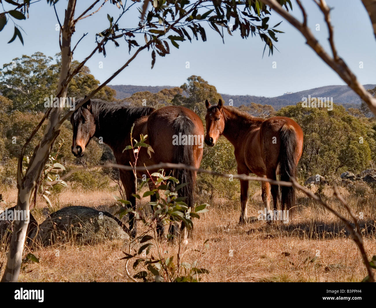 Brumbies Wild horses Snowy Mountains New