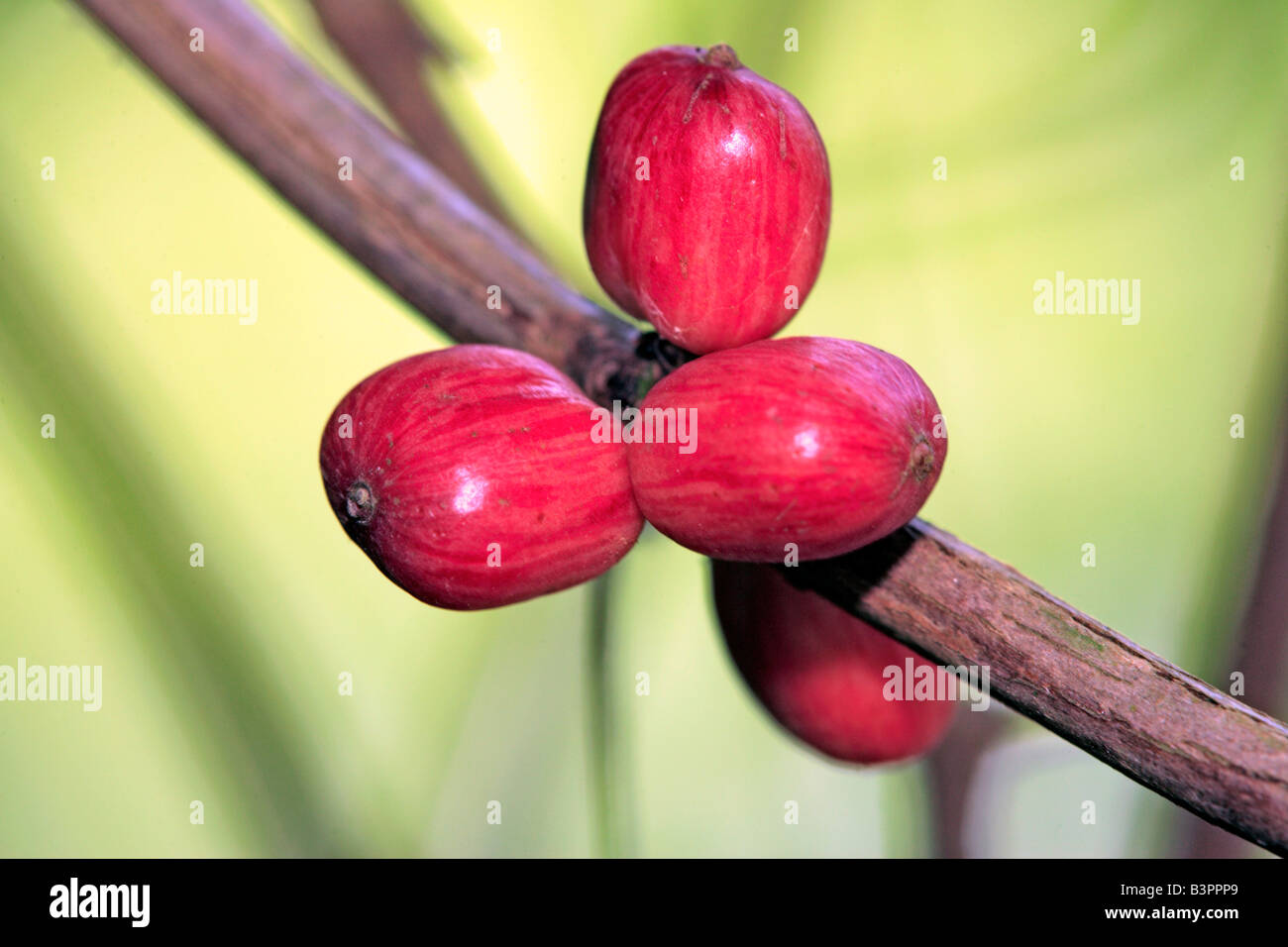 Coffee bush (Coffea Arabica), fruits, coffee beans, Nosy Be, Madagascar, Africa Stock Photo