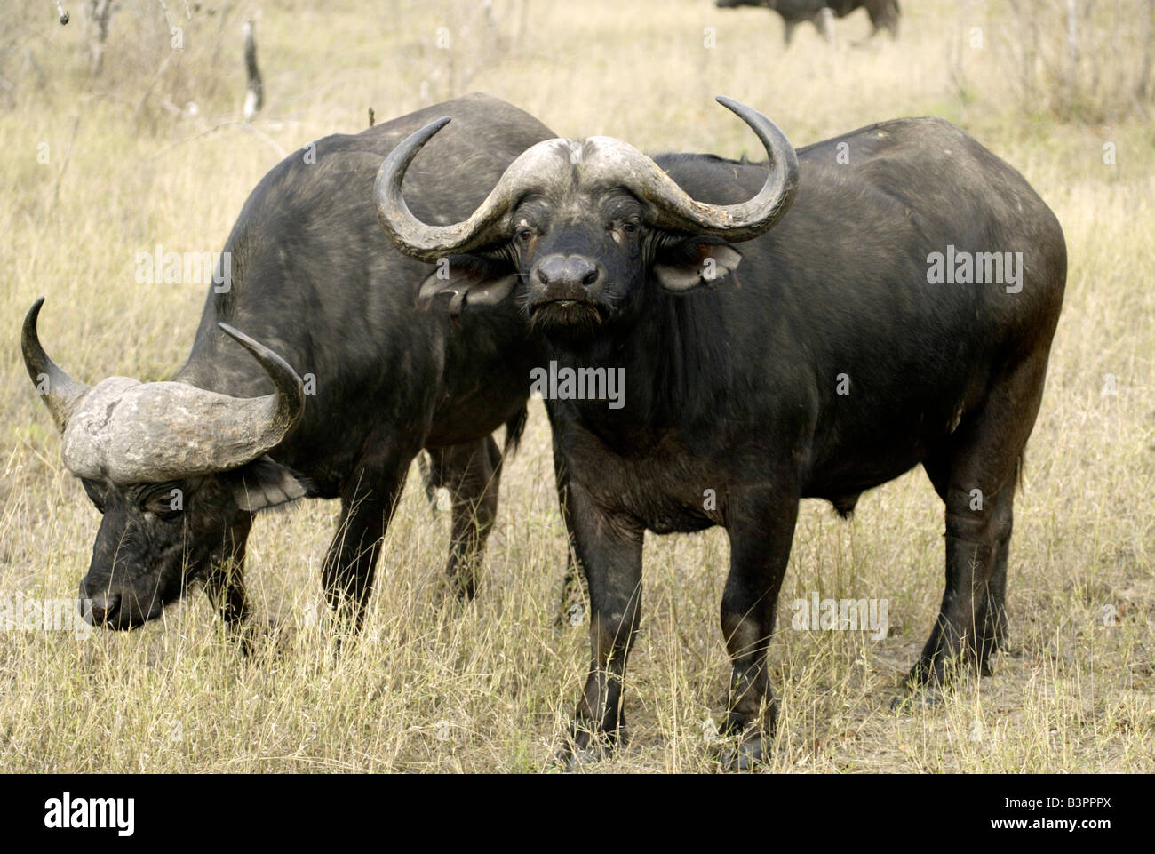 Two African Buffalos or Cape Buffalos(Syncerus caffer), adult, Sabi Sand Game Reserve, South Africa Stock Photo