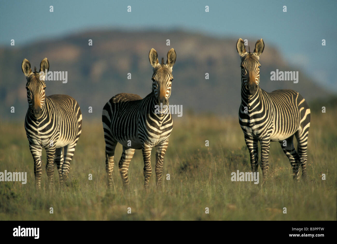Three Mountain Zebras (Equus zebra), direct view, Mountain Zebra National Park, South Africa Stock Photo
