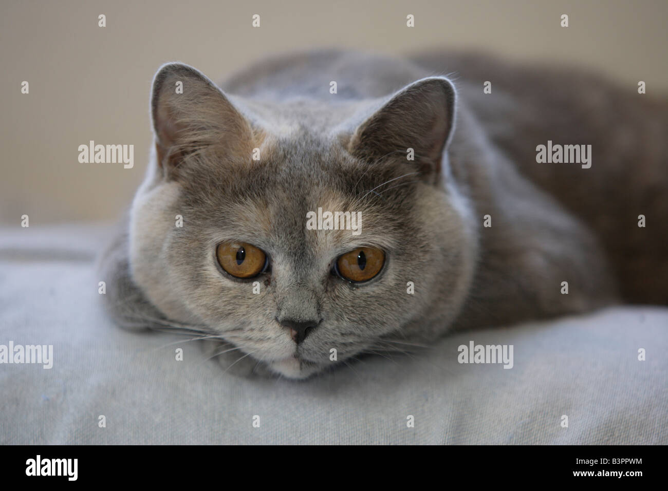 Cat, Chartreux (Silvestris domestic spec.), kitten, female Stock Photo
