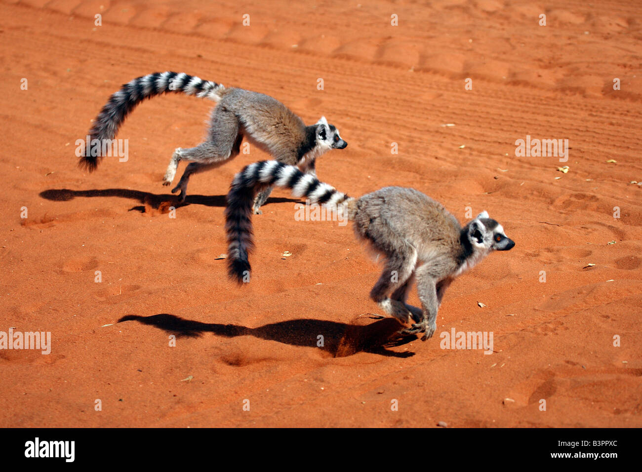 Ring-tailed Lemurs (Lemur catta), adult, running, Berenty Game Reserve, Madagascar, Africa Stock Photo