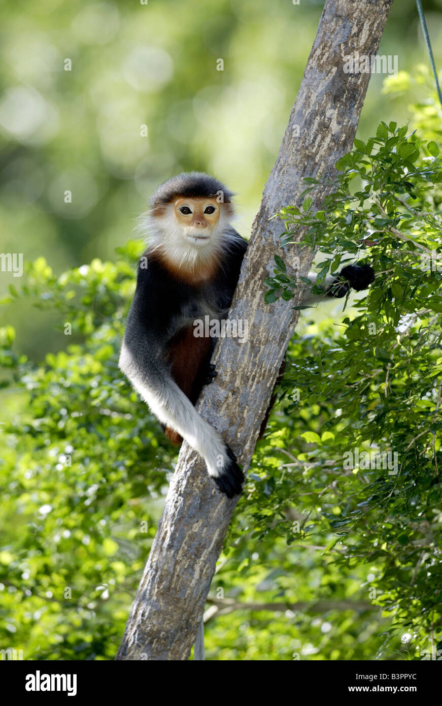 Red-shanked Douc (Pygathrix nemaeus), adult, on a tree stump, native to: Asia Stock Photo