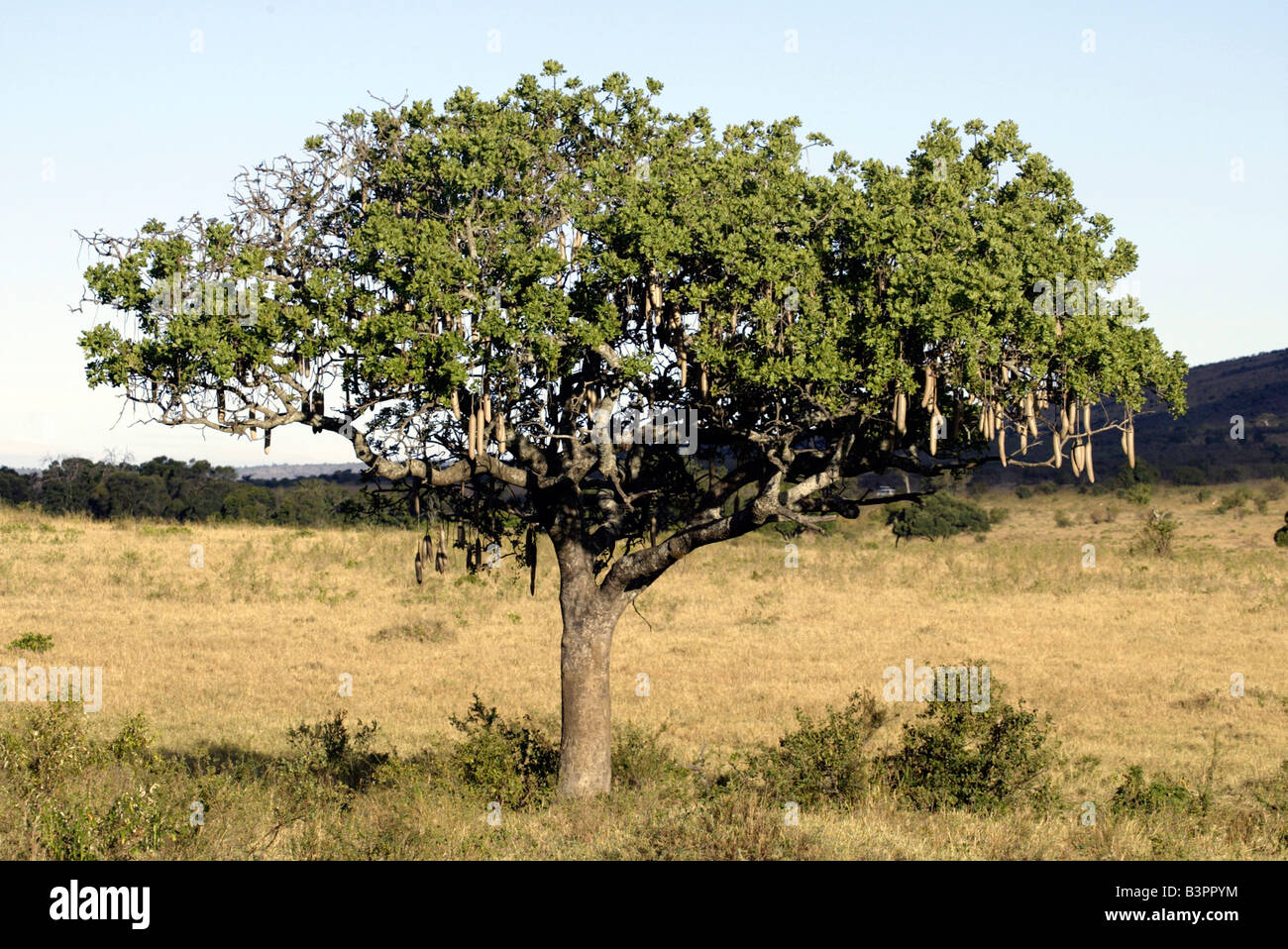 Sausage Tree (Kigelia africana) with fruit, Masai Mara, Kenya, Africa
