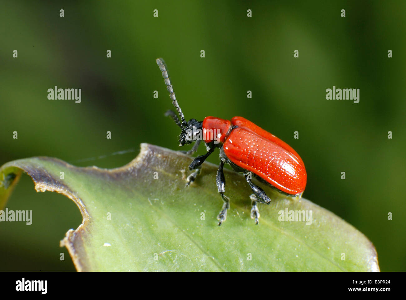 Scarlet Lily Beetle (Lilioceris lilii) Stock Photo