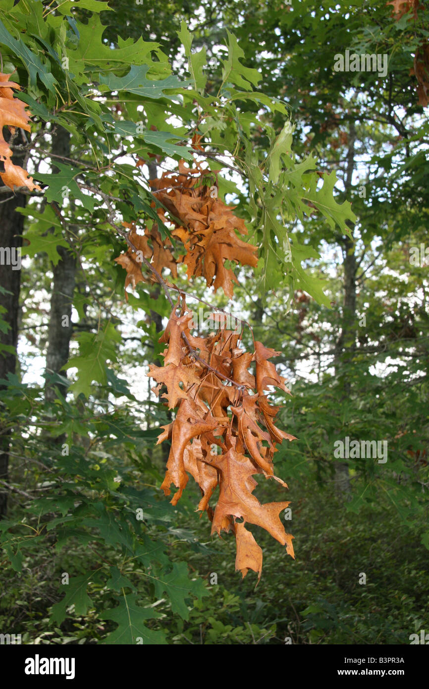 Tree damage in red oak due to the Brood XIV cicadas in Falmouth, Massachusetts. Stock Photo