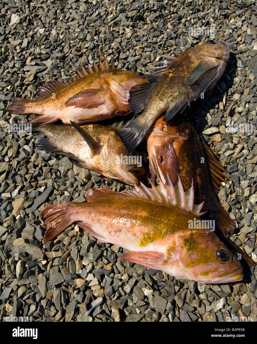 Fisherman's catch, Rockfish (Sebastes), Pacific Coast, Prince William Sound, Chugach National Forest, Alaska, USA Stock Photo