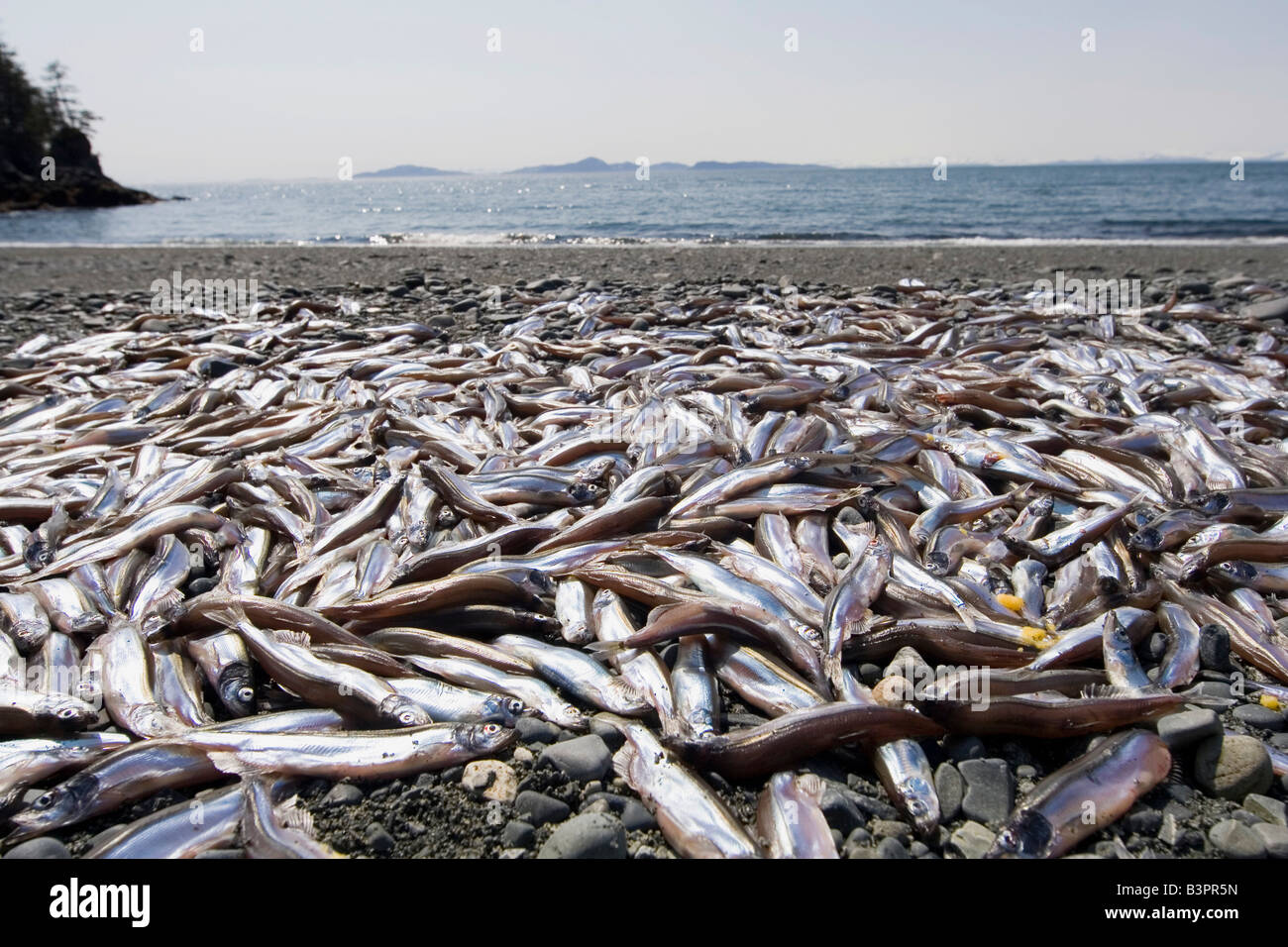 Herring, spawning, dying, beach, Pacific Coast, Prince William Sound, Alaska, USA Stock Photo