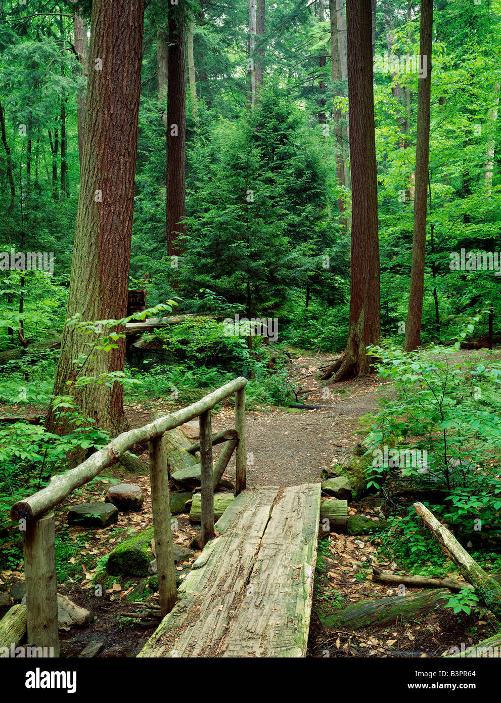 SUMMER, BRIDGE OVER CREEK, HEARTS CONTENT SCENIC AREA, NATIONAL NATURAL