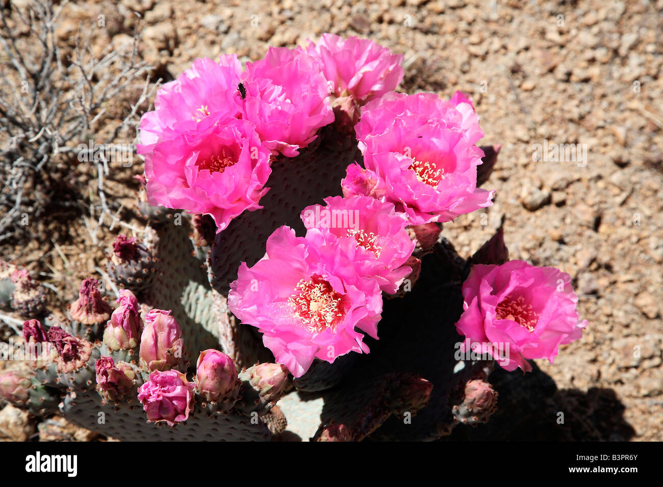 Beavertail Cactus (Opuntia basilaris), California, USA, North America Stock Photo
