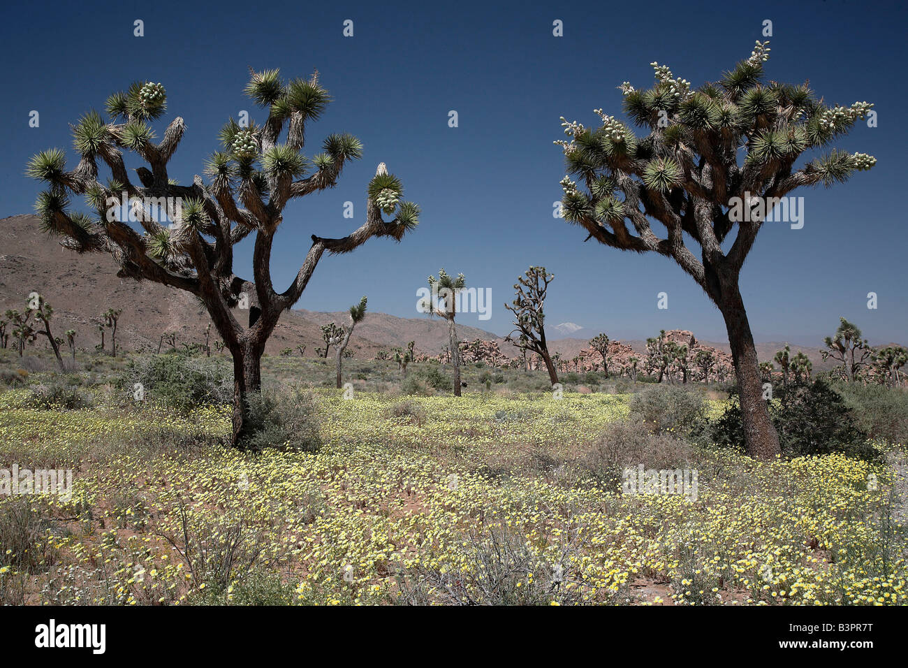 Golden Deserttrumpets (Linanthus aureus) and Joshua Trees (Yucca ...