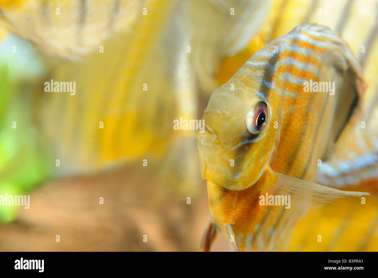 Nanay Tete Green, Discus fish (Symphysodon) Stock Photo