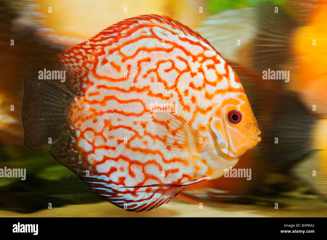 Pigeon Blood Silver, Discus Fish (Symphysodon) Stock Photo