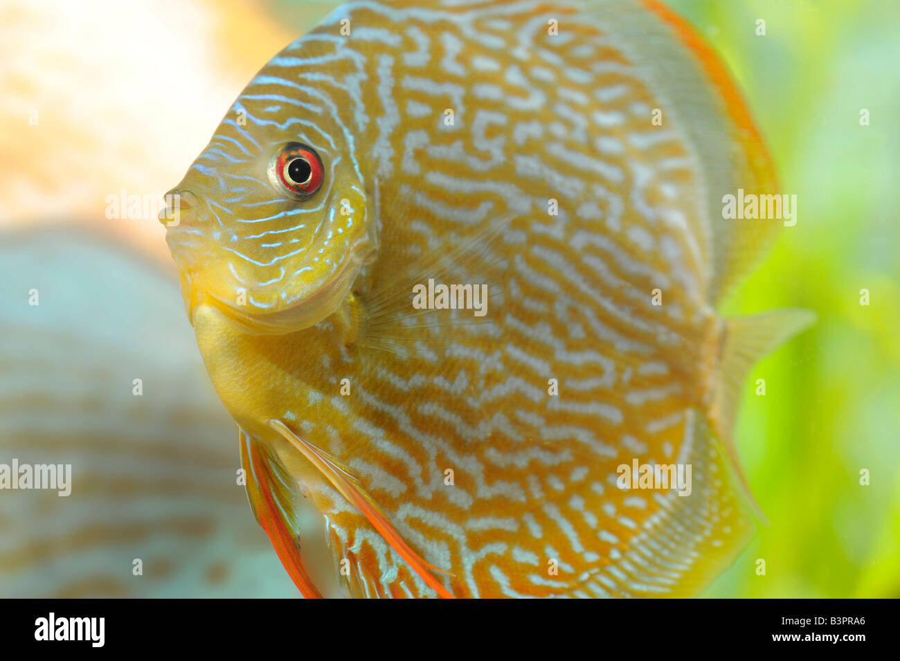 Snake-skin Red, Discus Fish (Symphysodon) Stock Photo