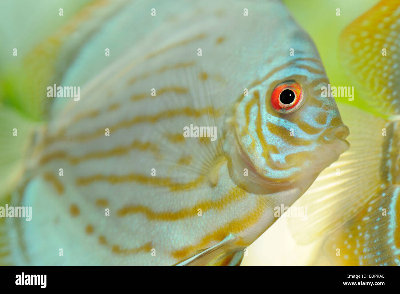 Blue Green, Discus Fish (Symphysodon) Stock Photo