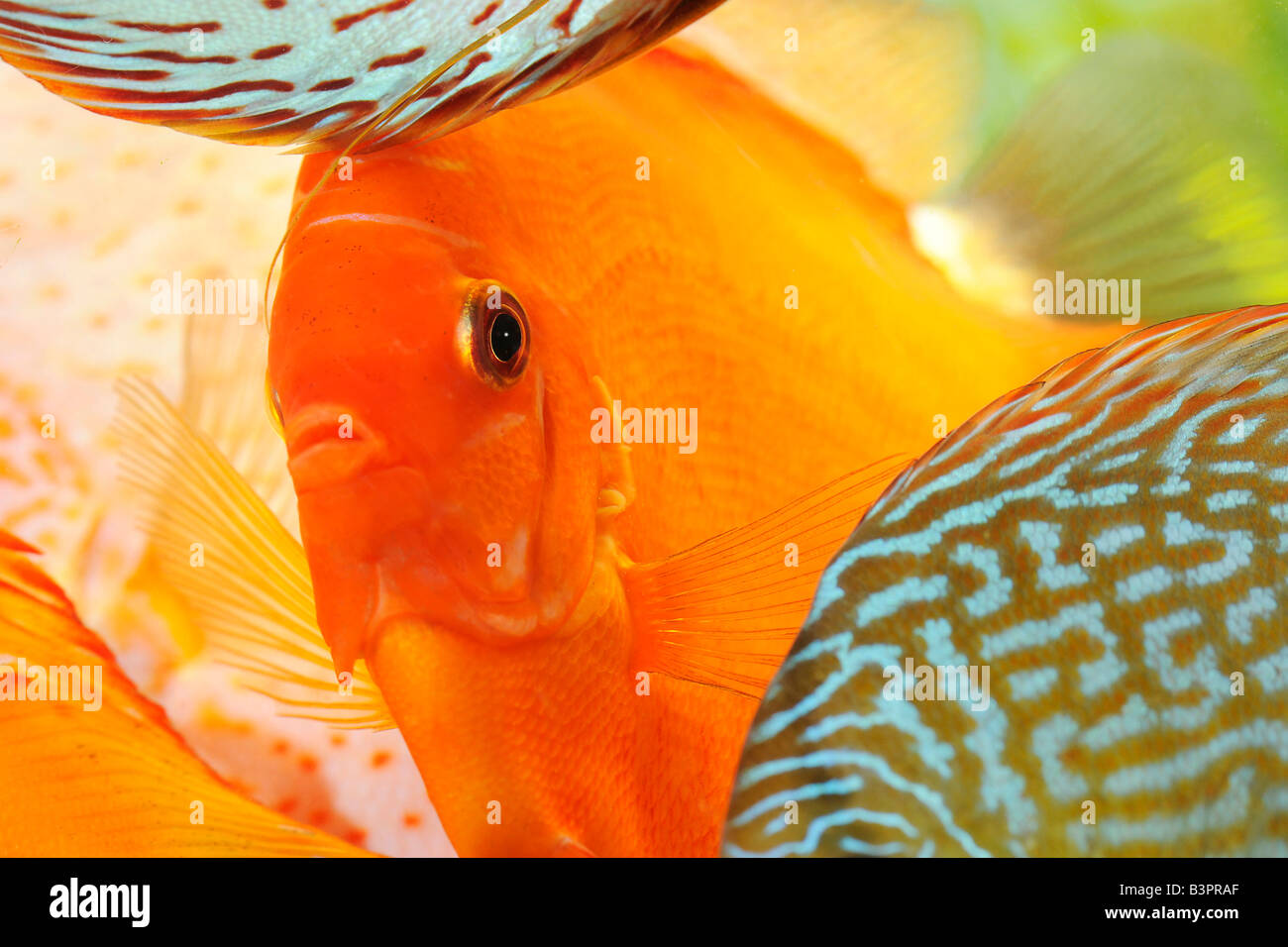 Solid Fire Red, Discus Fish (Symphysodon) Stock Photo