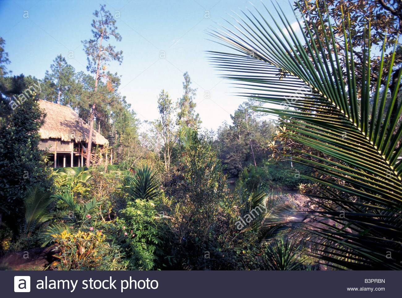 Francis ford coppola blancaneaux lodge san ignacio belize #7