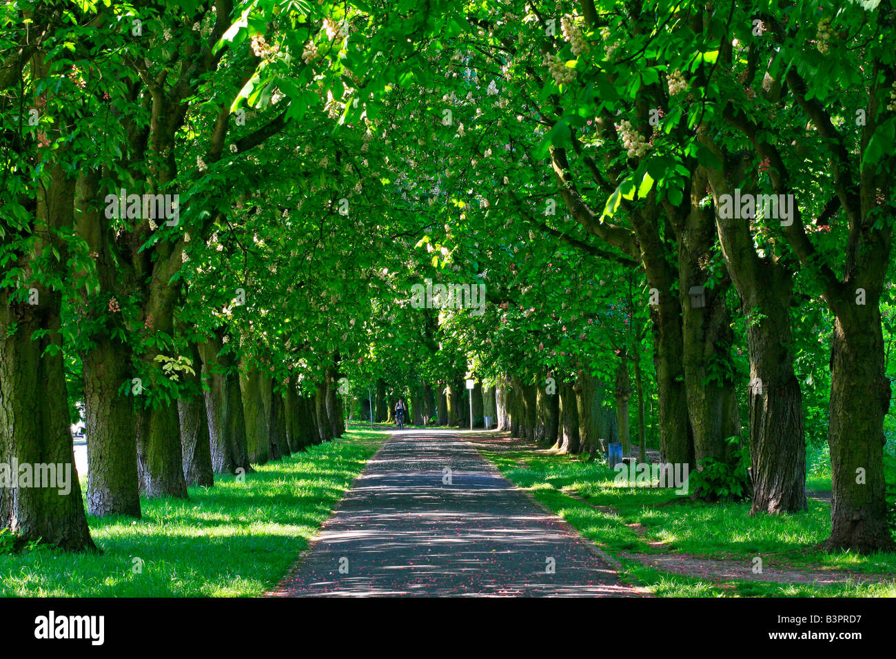 Tree-lined path in spring Stock Photo