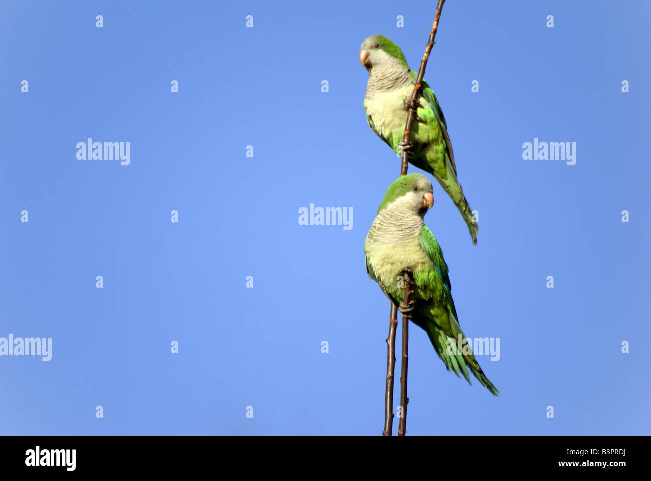 Green canaries Stock Photo