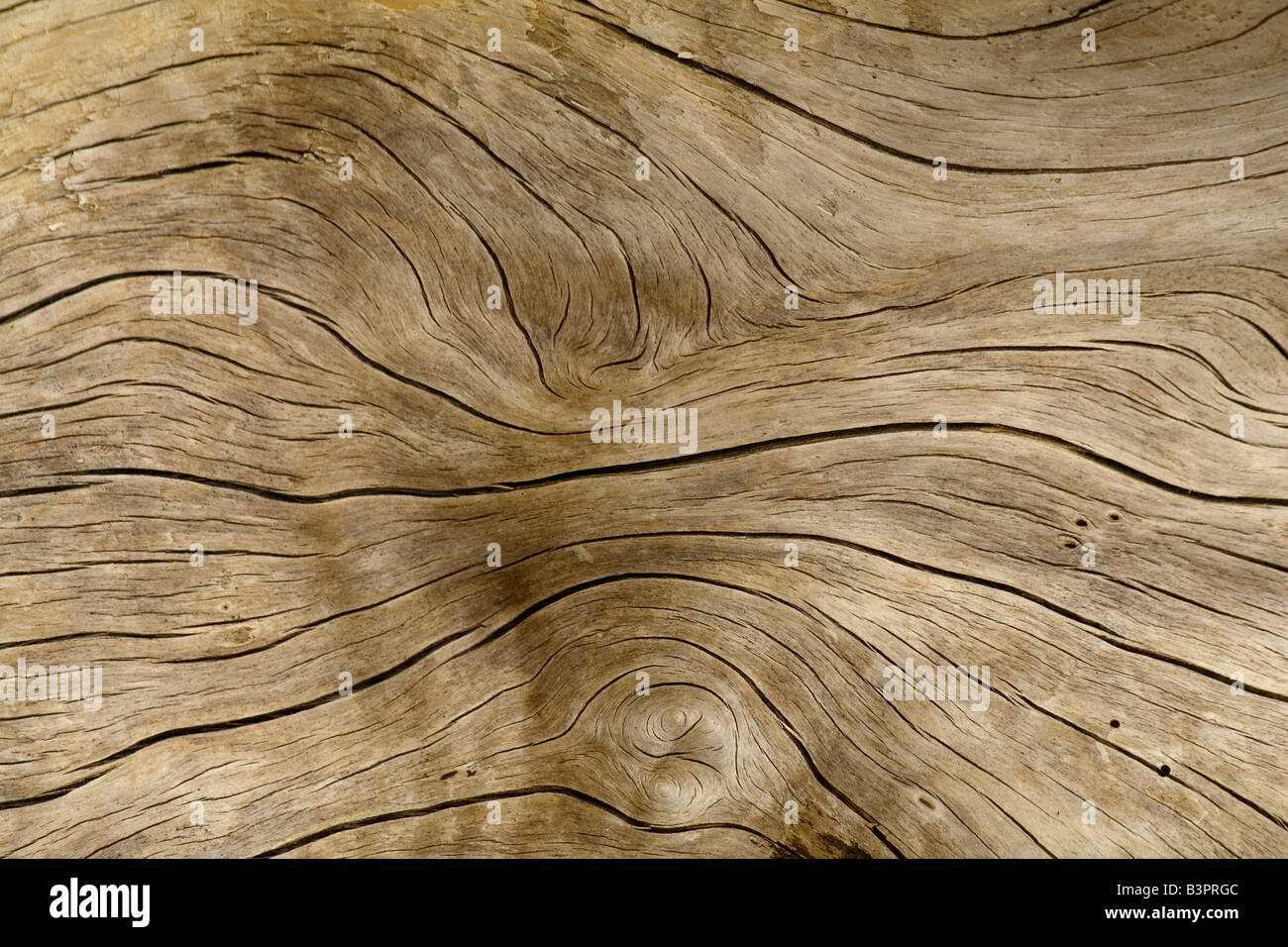 Surface pattern on drift wood, root, Pacific Coast, Prince William Sound, Chugach National Forest, Alaska, USA Stock Photo