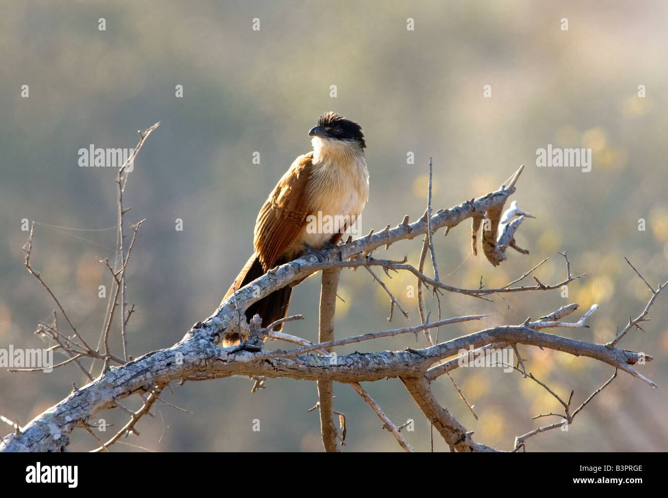 Burchell's Coucal (Centropus superciliosus), also known as the Rainbird, on tree in Kruger National Park, South Africa. Stock Photo