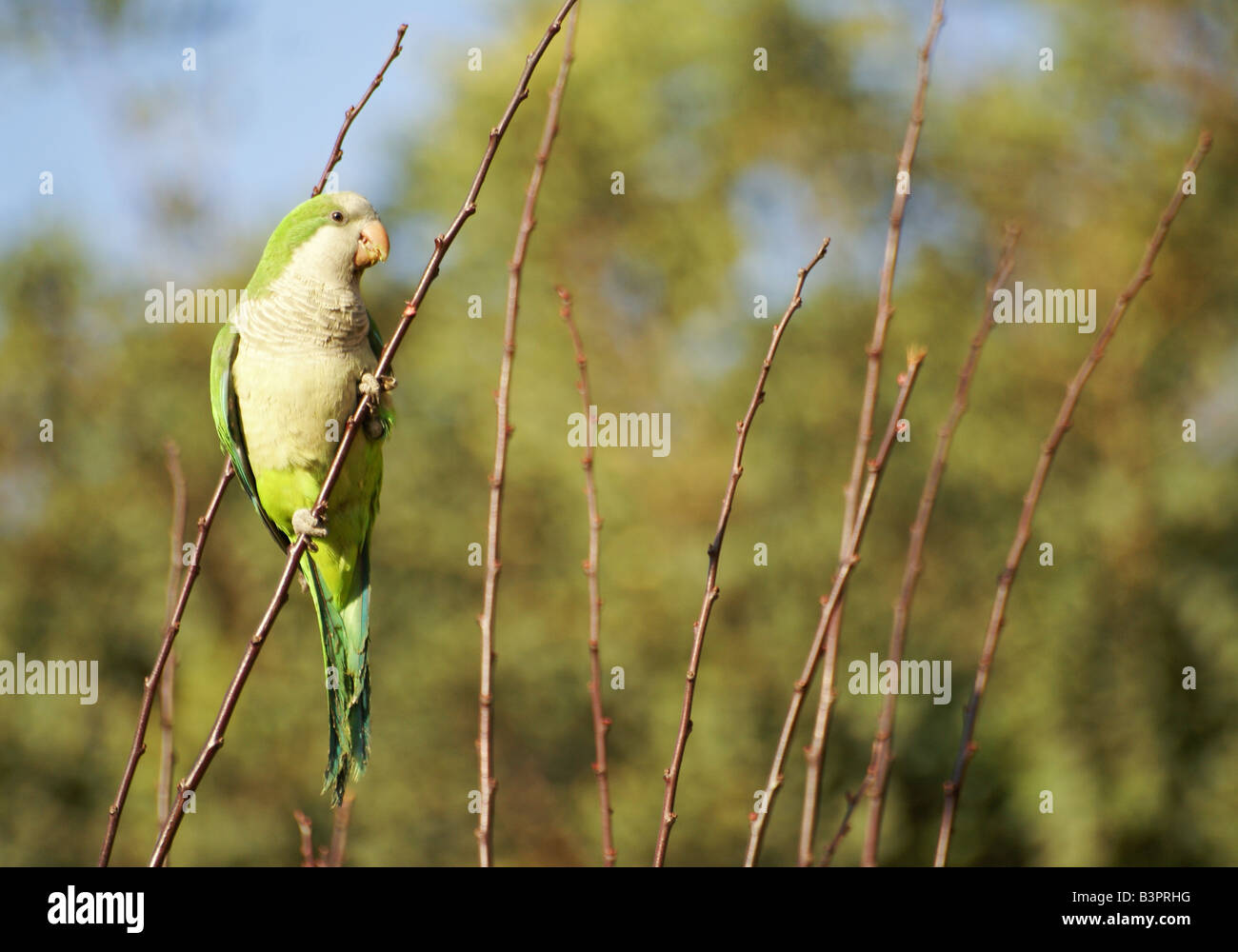 green canary bird